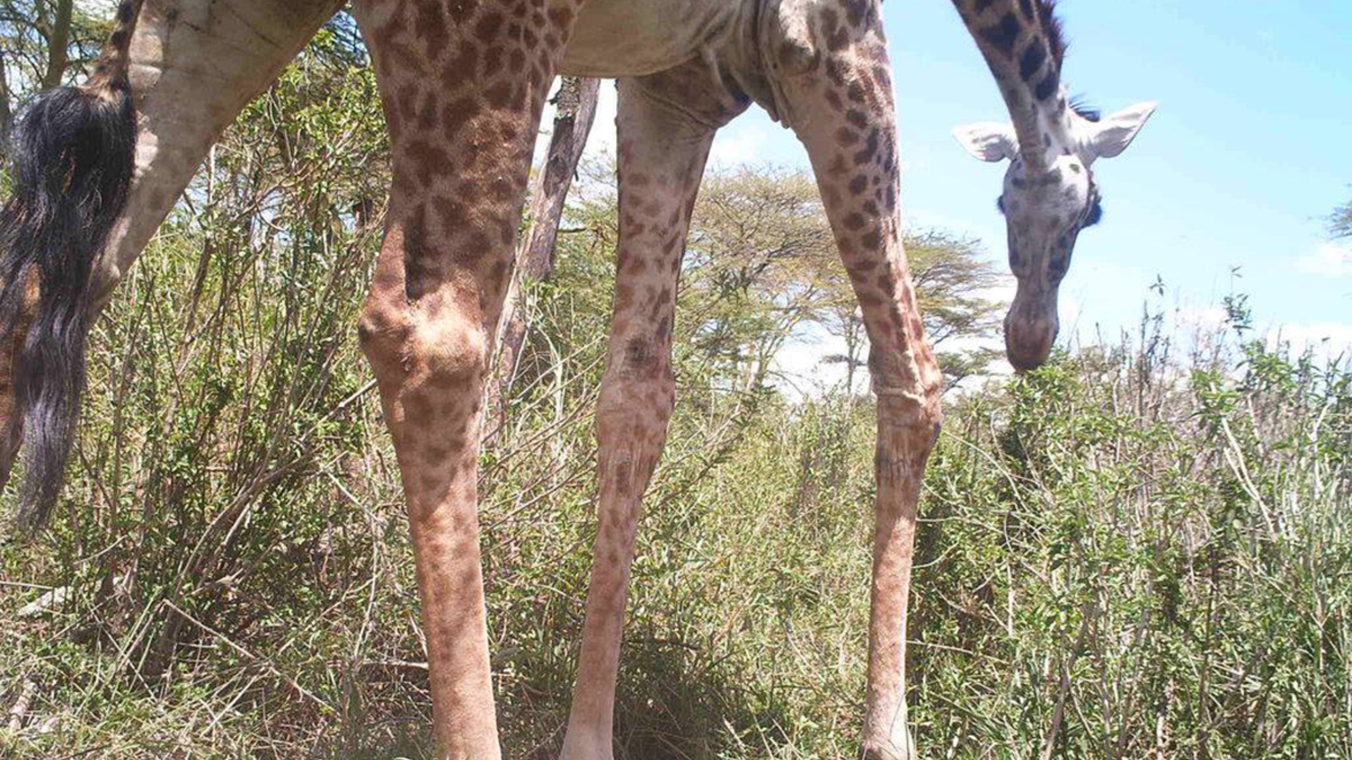 Snapshot Serengeti