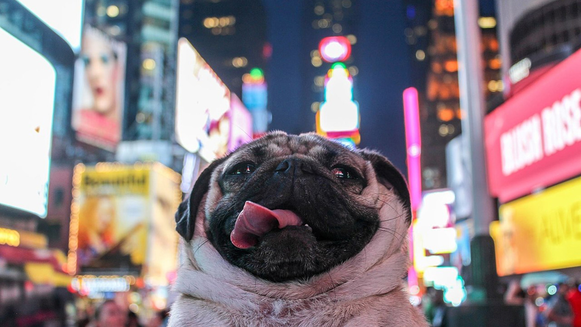 doug the pug