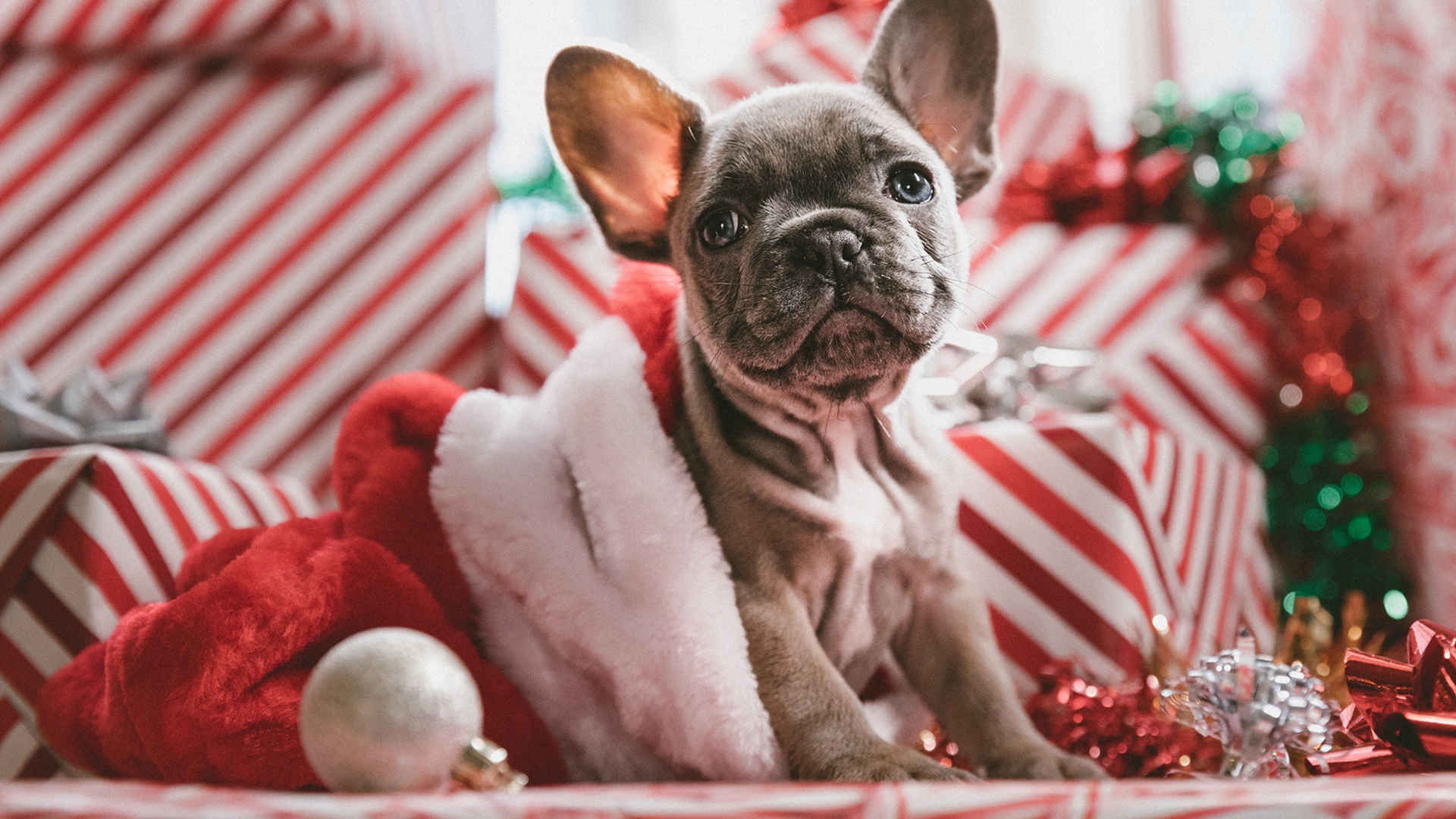 Kleiner Welpe krabbelt aus der Weihnachtsmütze.