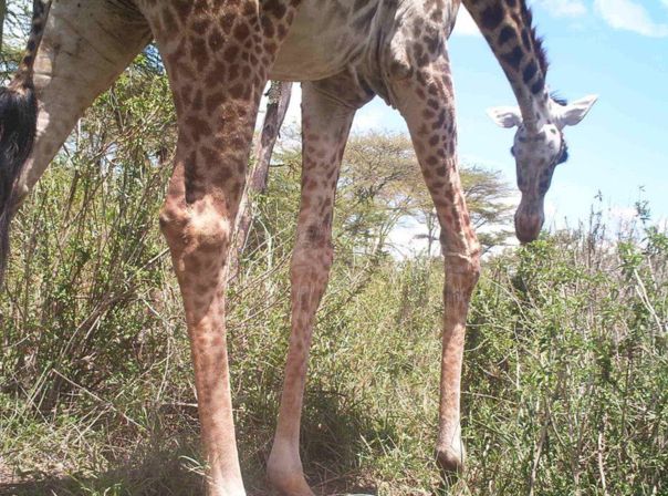 Snapshot Serengeti