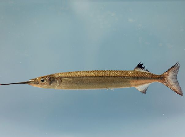 HTC Halfbeak