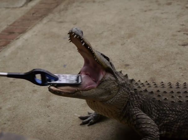 iPhone 7 vs Alligator