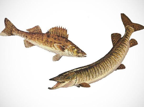 Walleye und Muskellunge