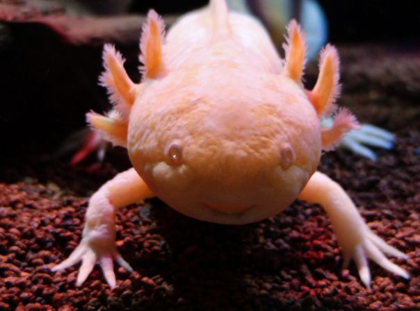 Axolotl in einem Aquarium