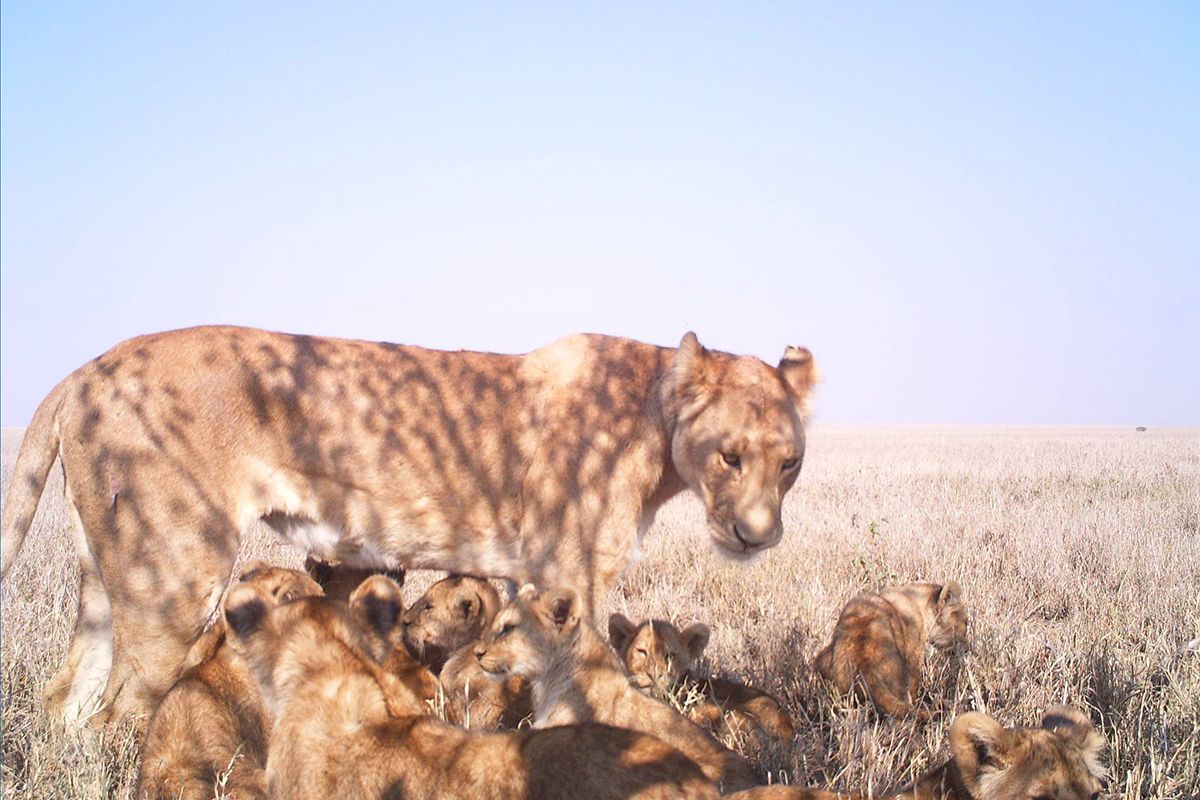 Snapshot Serengeti