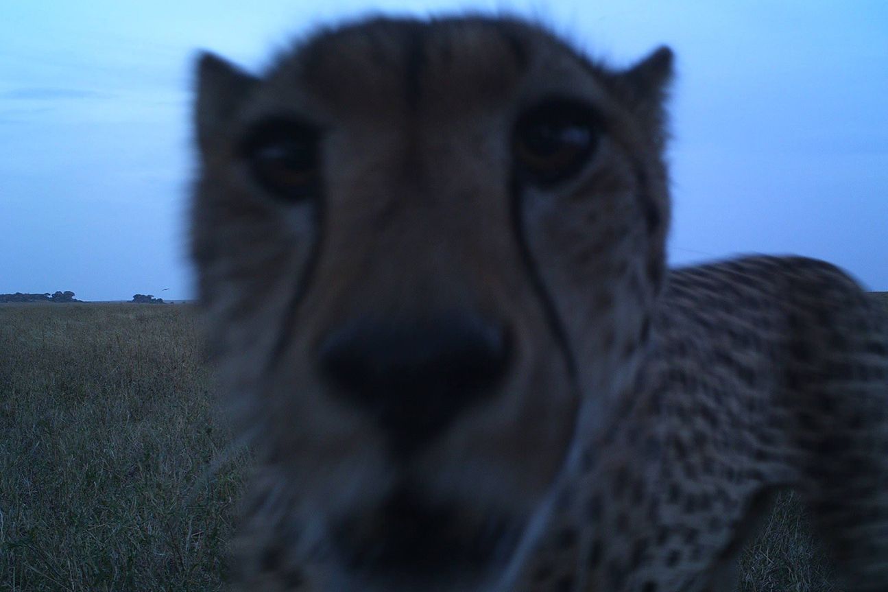 Snapshot Serengeti