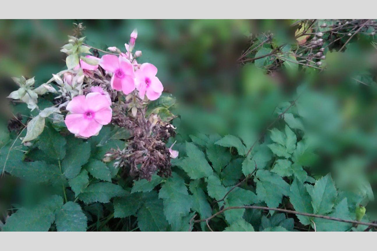 Sony Xperia XA2 Plus-Aufnahme mit Bokeh-Effekt