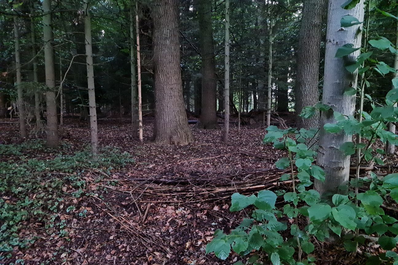 Wald im Halbdunkel