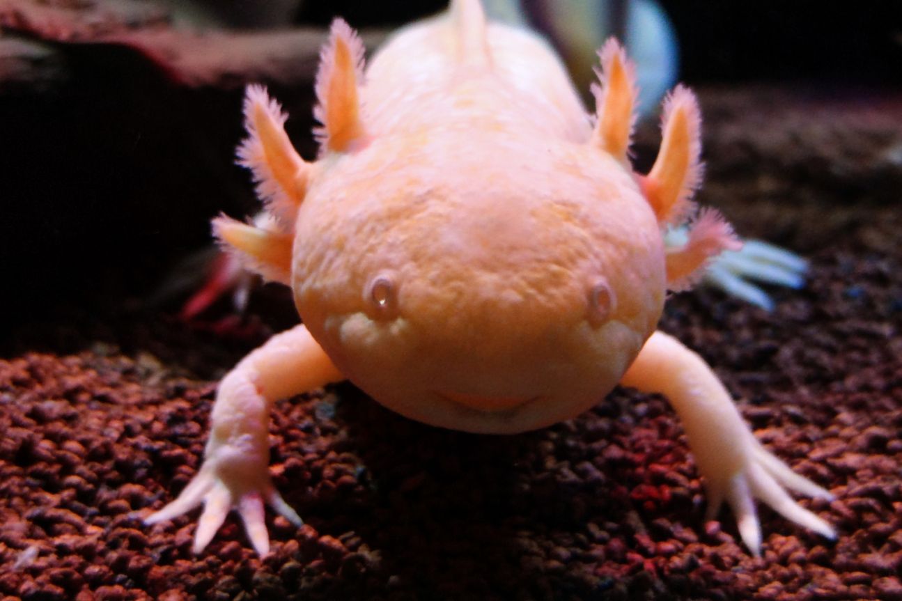 Axolotl in einem Aquarium