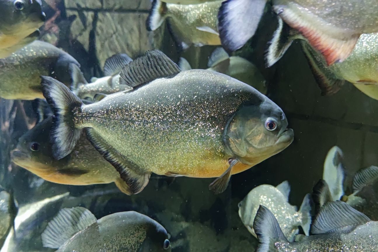 Piranha in einem Aquarium