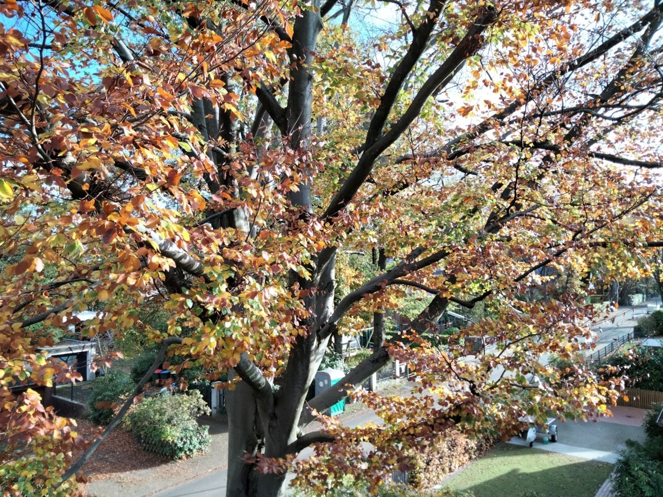 Foto mit Oppo A53s von einem Baum in einer Nachbarschaft