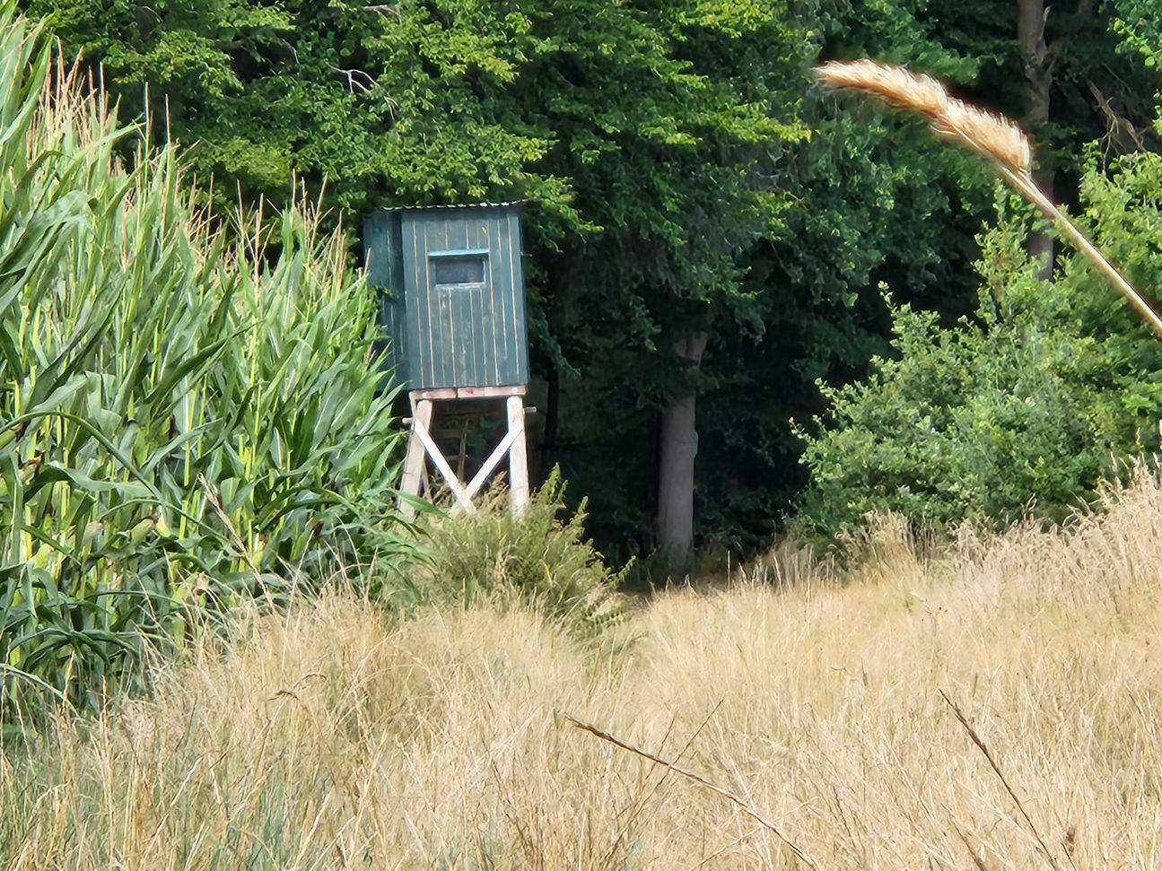 Samsung Galaxy Z Fold 4 Kamera 10x Zoom im Wald