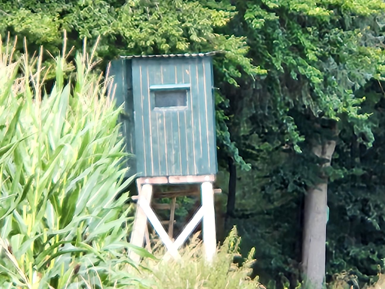 Samsung Galaxy Z Fold 4 Kamera 20x Zoom im Wald