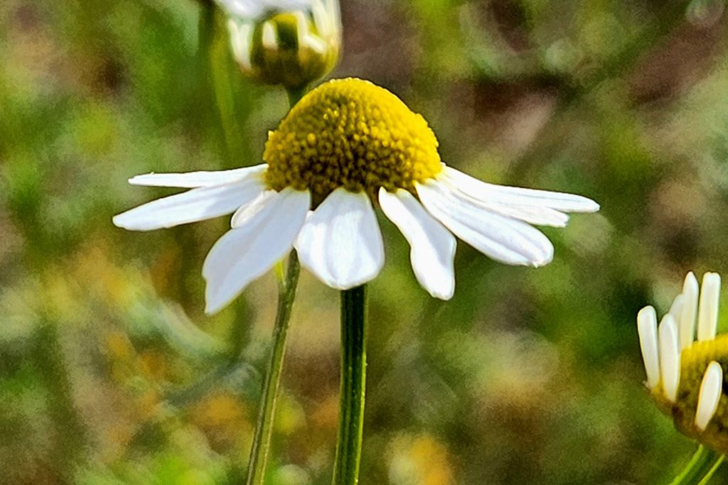 Samsung Galaxy Z Fold 4 Blumenfoto mit Tele